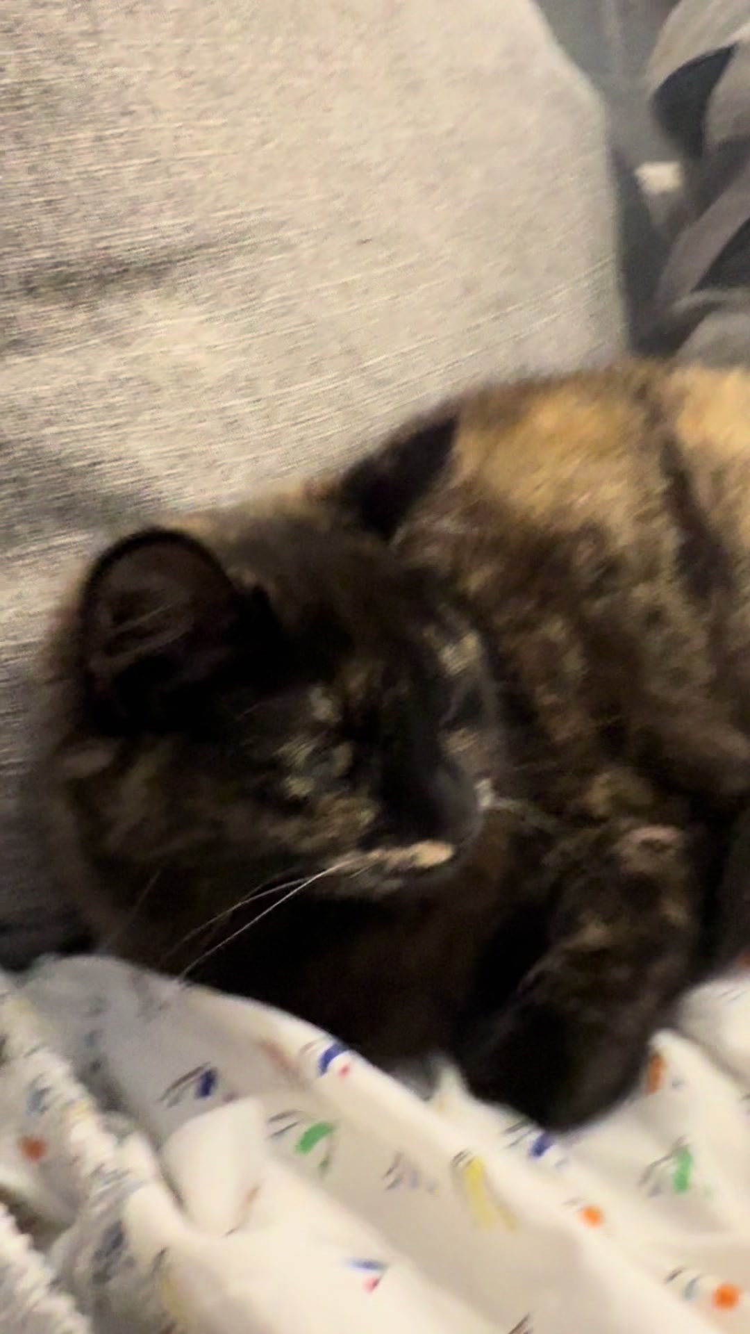@LotsOfCat