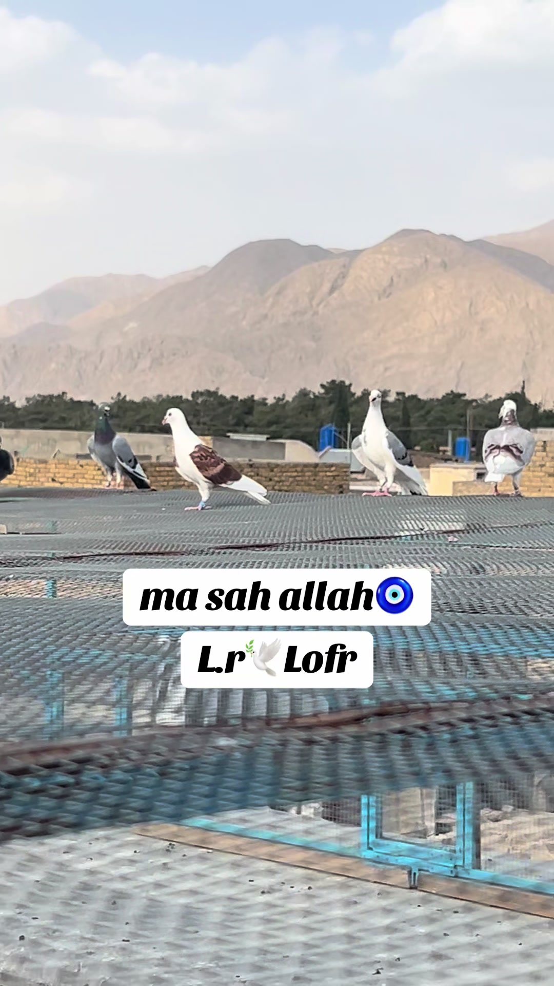 @🕊️L.R .Loft.Q.z.Meer&rsquo;s.Loft🦅