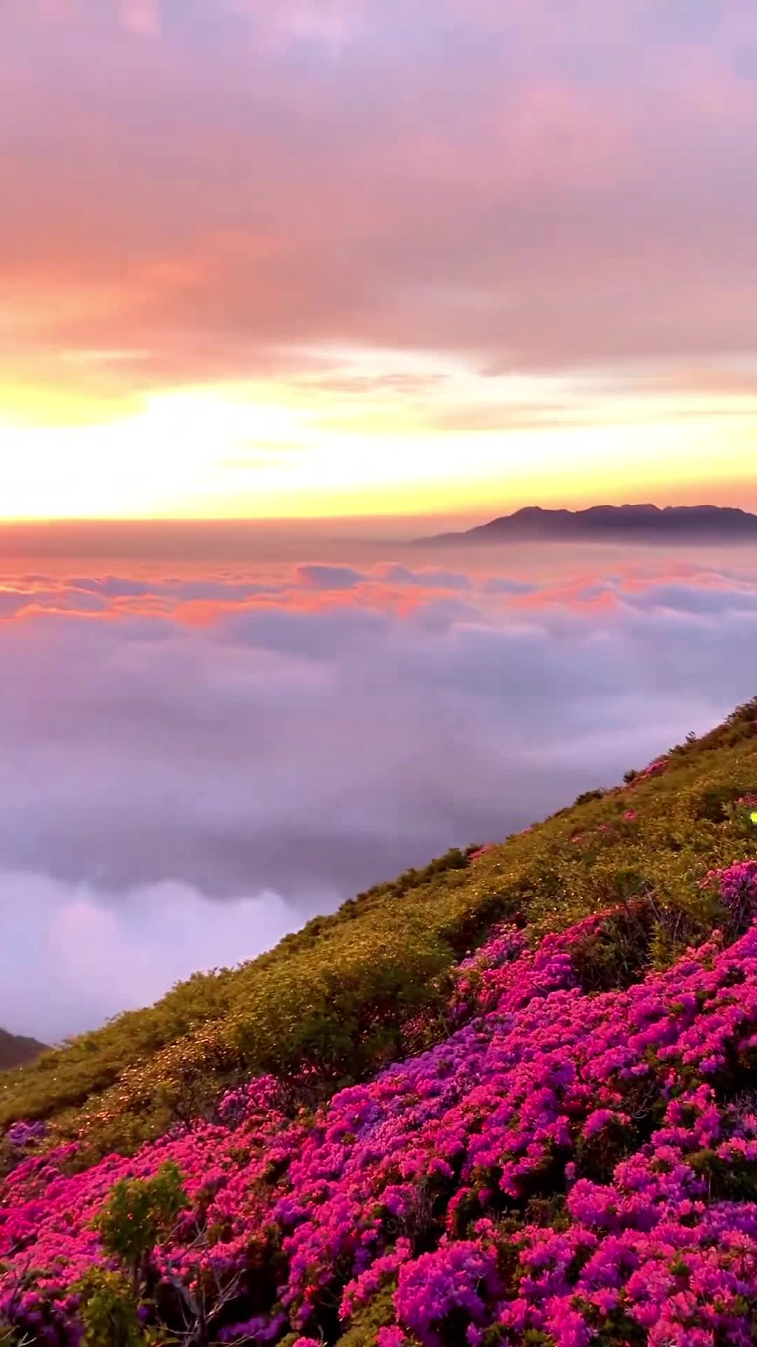 @NatureVibes0
