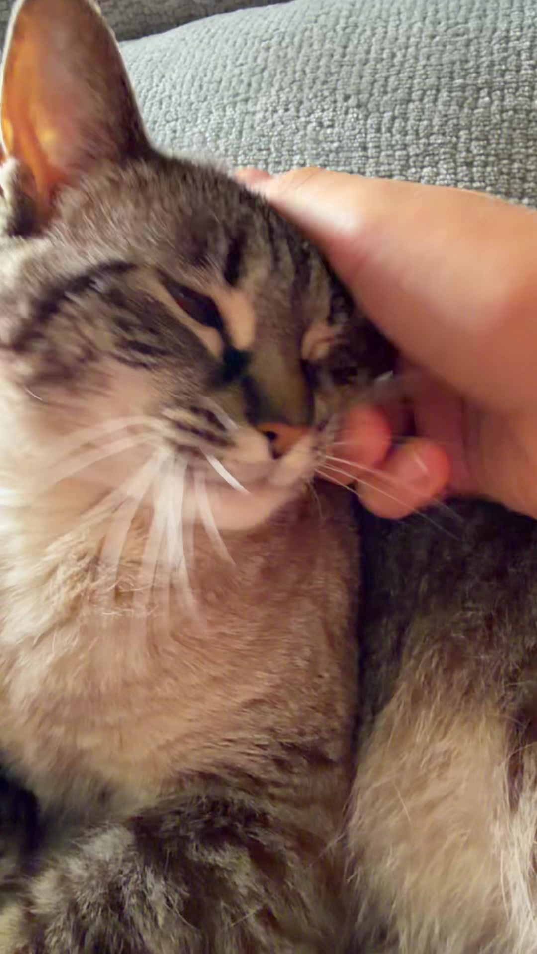 @PepperTheCat