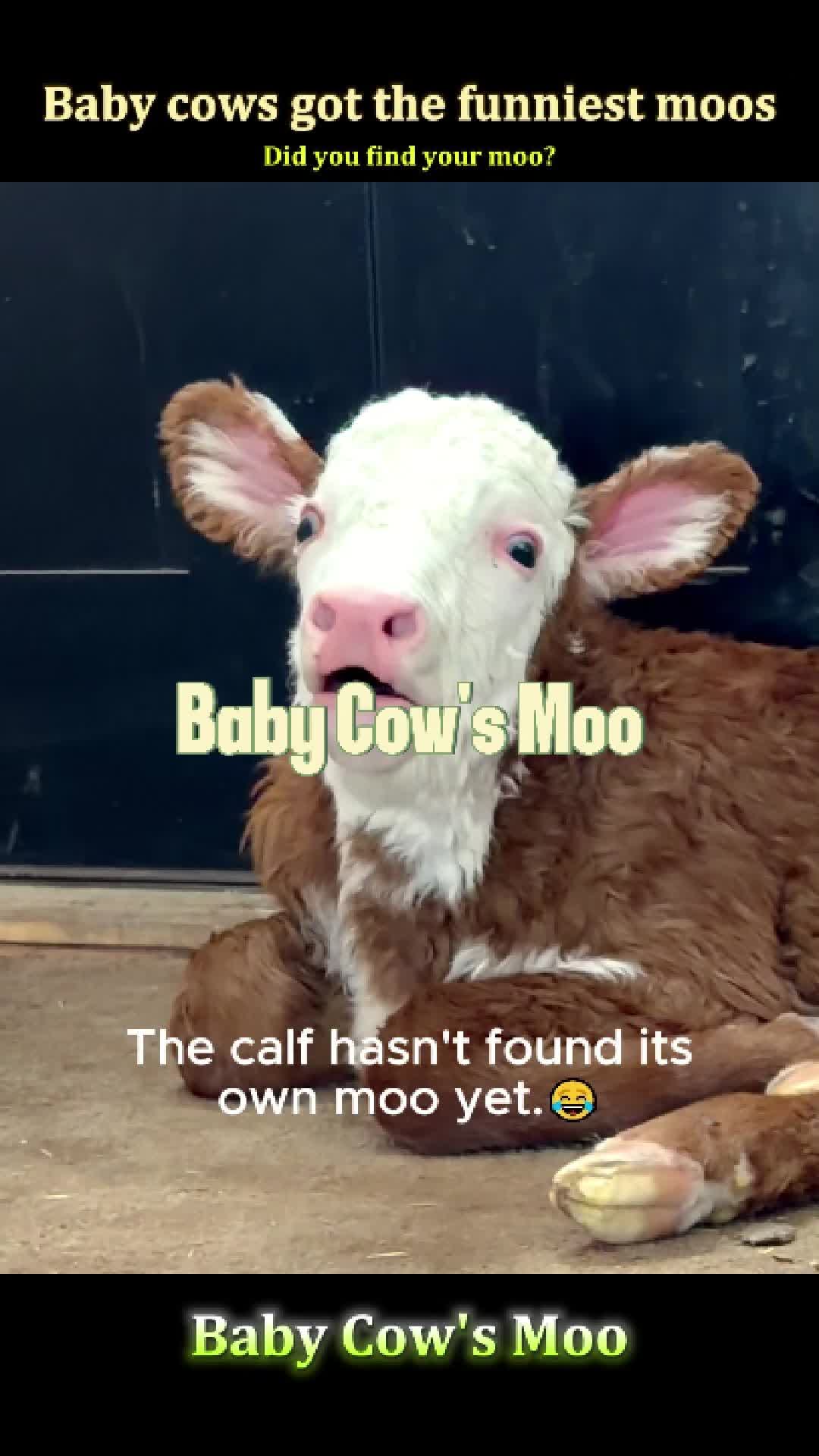 @Pet.humor5.USA