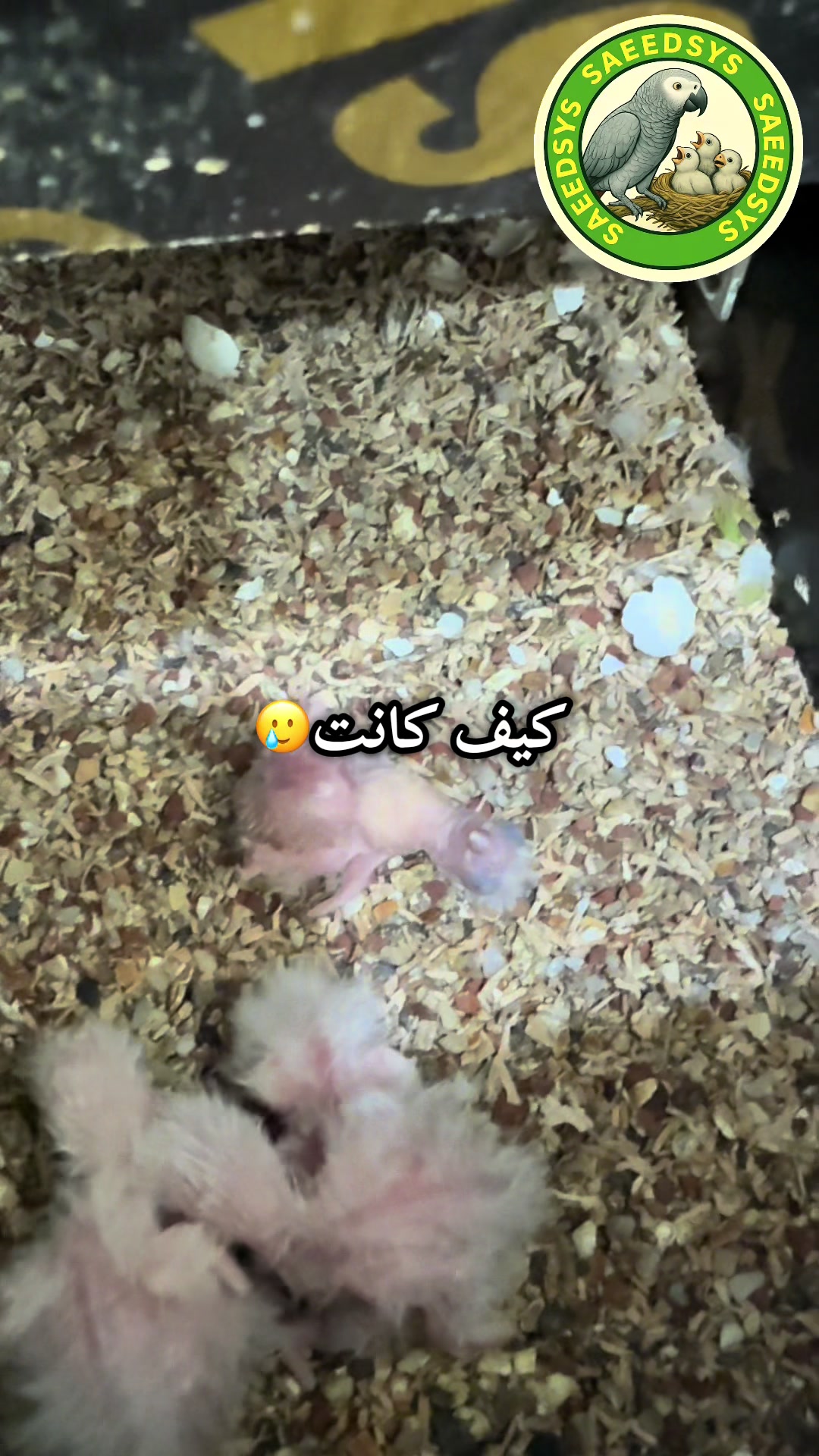 @saeedsys