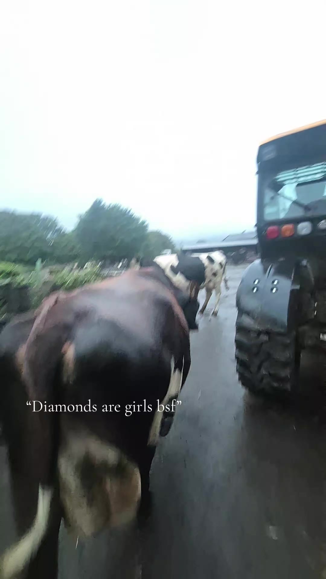 @m.scott 🐄🤠
