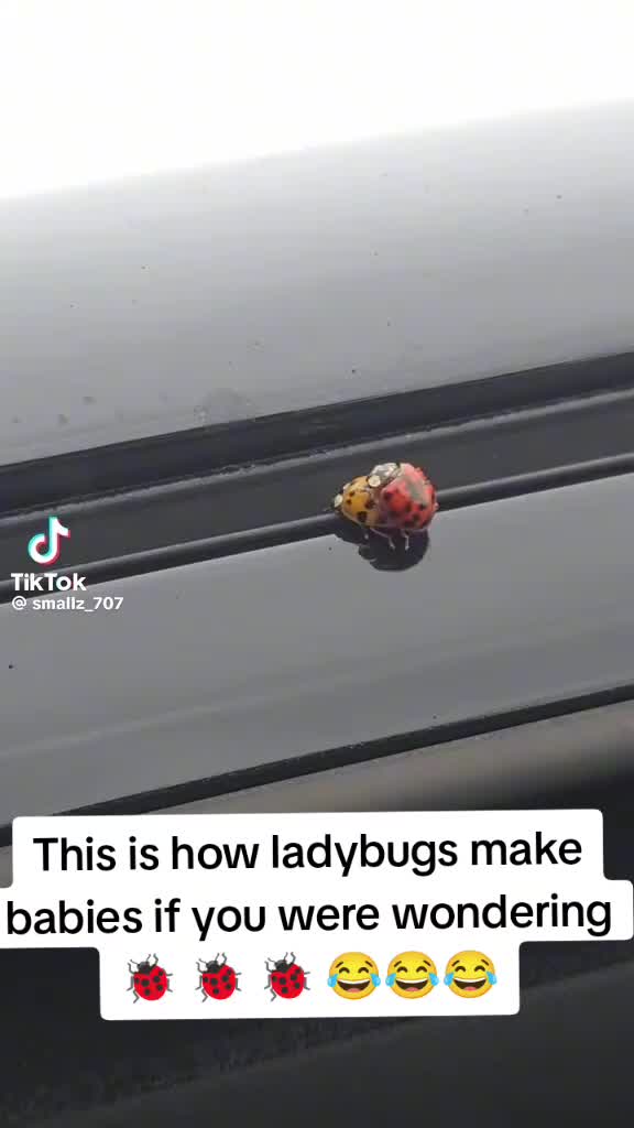 @ladybugg$$