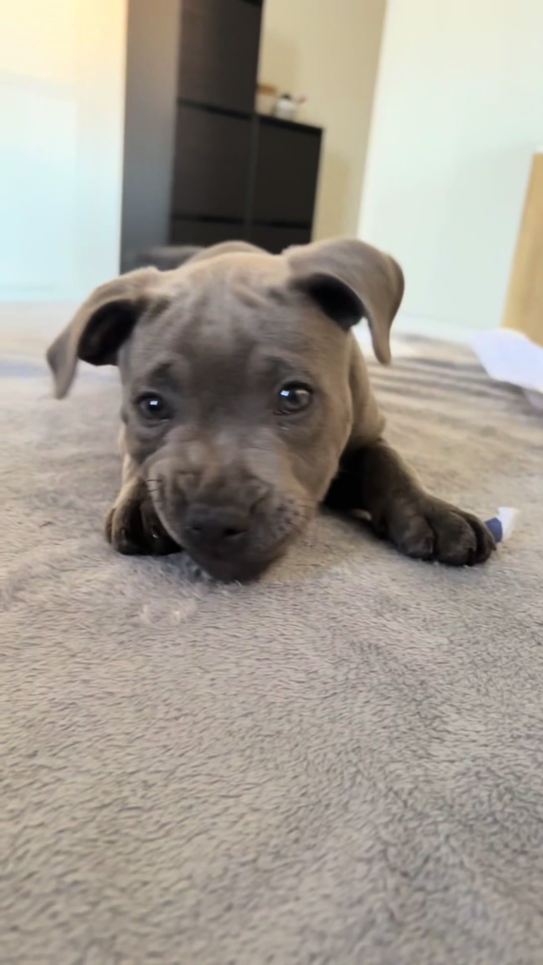 @Shadowlestaffy🐾