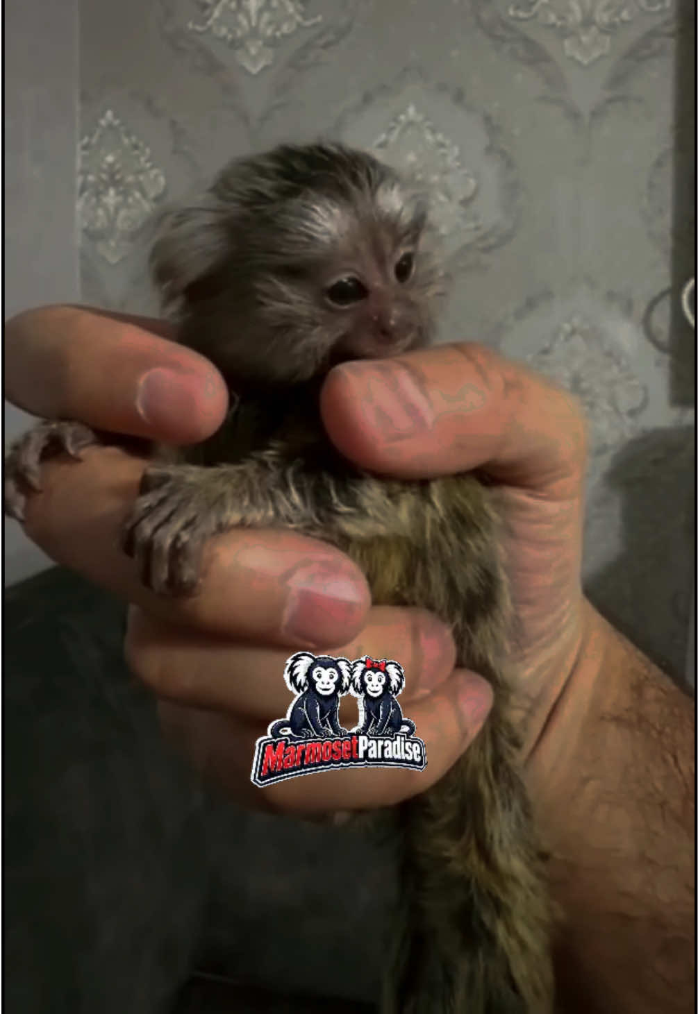 @ᴍᴀʀᴍᴏꜱᴇᴛ ᴘᴀʀᴀᴅɪꜱᴇ 🇬🇧🐒