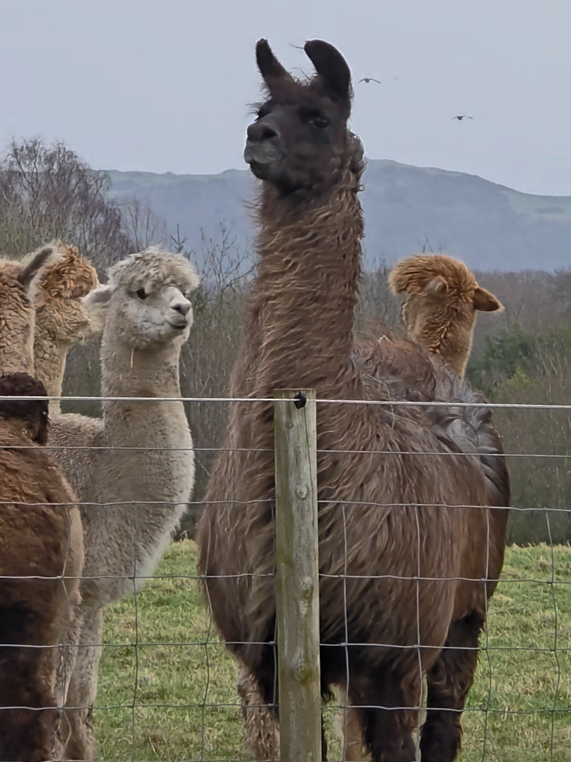 @Bardsea Alpacas and Llamas