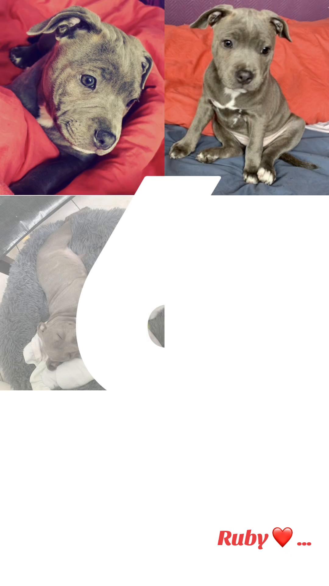 @rubylove_staffie94