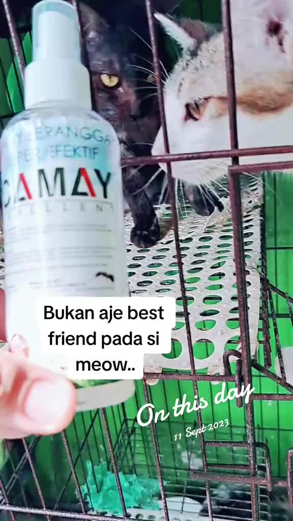 @MALAGHAZALI