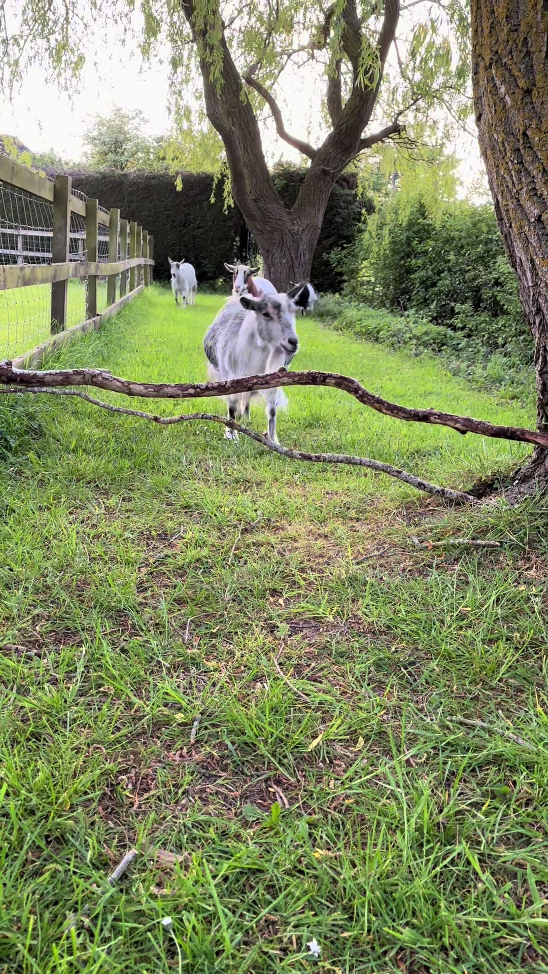 @GiddyAboutGoats