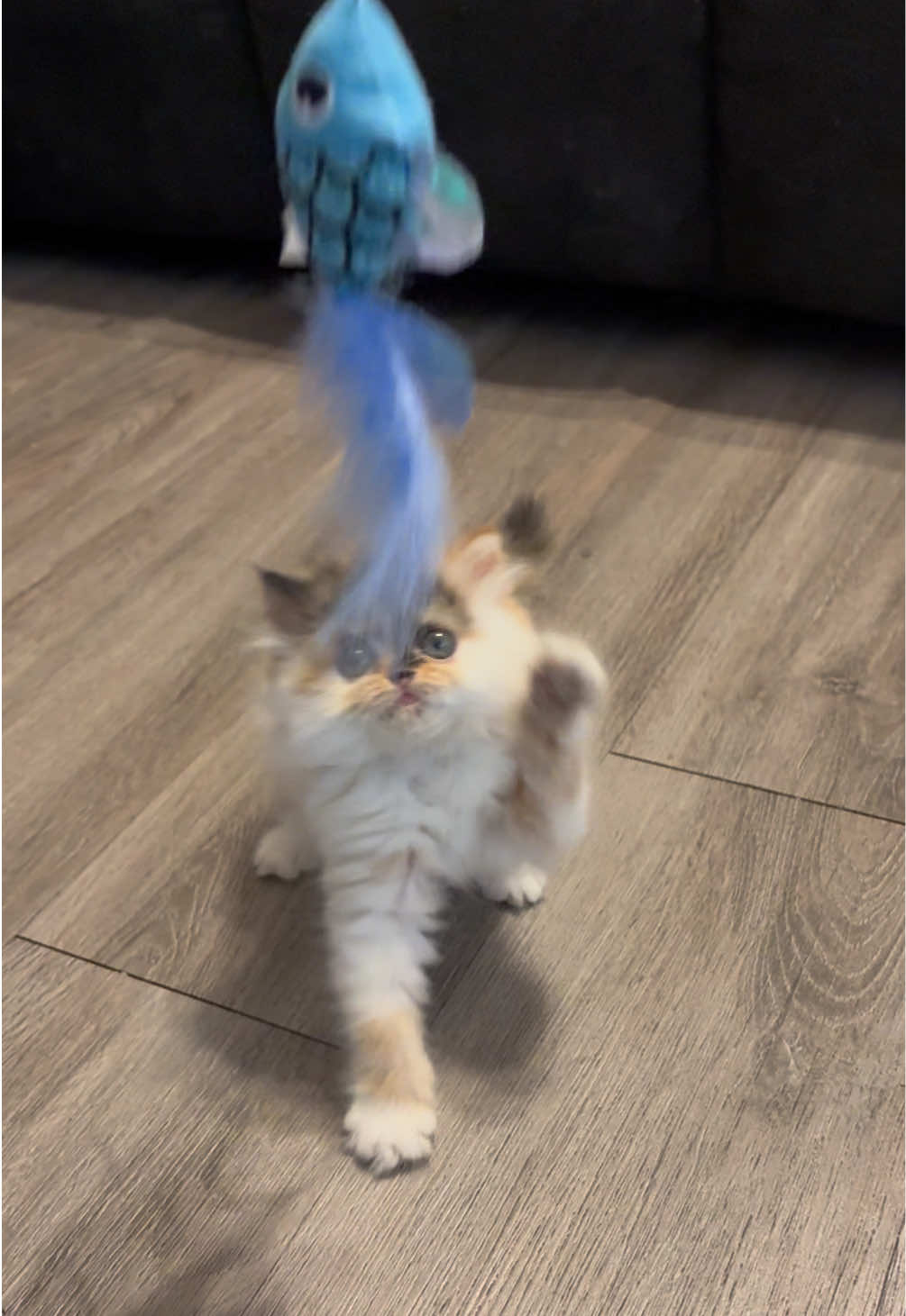 @ᴄᴀꜱꜱɪᴇ