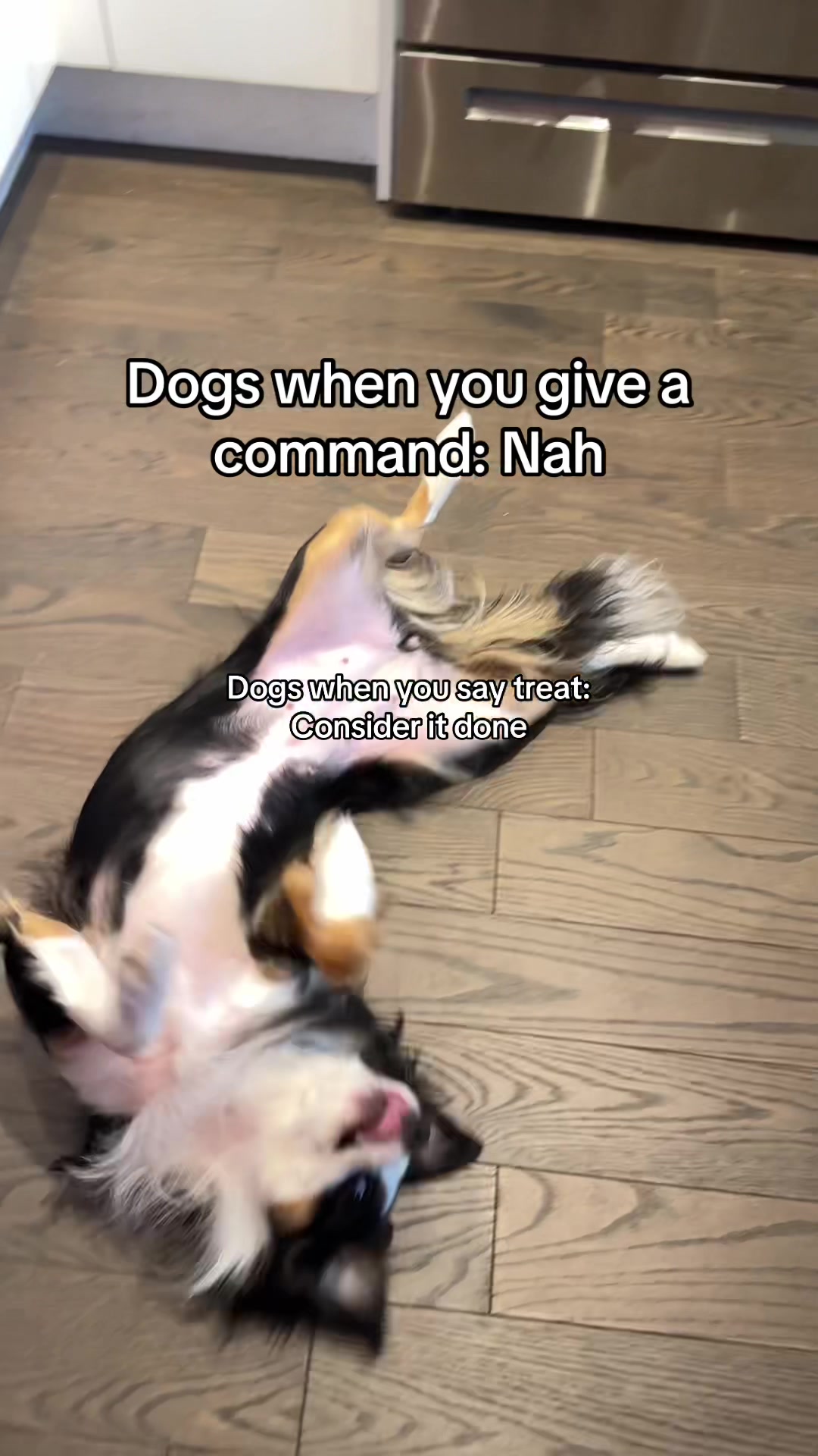 @Bonita.The.Mini.Aussie