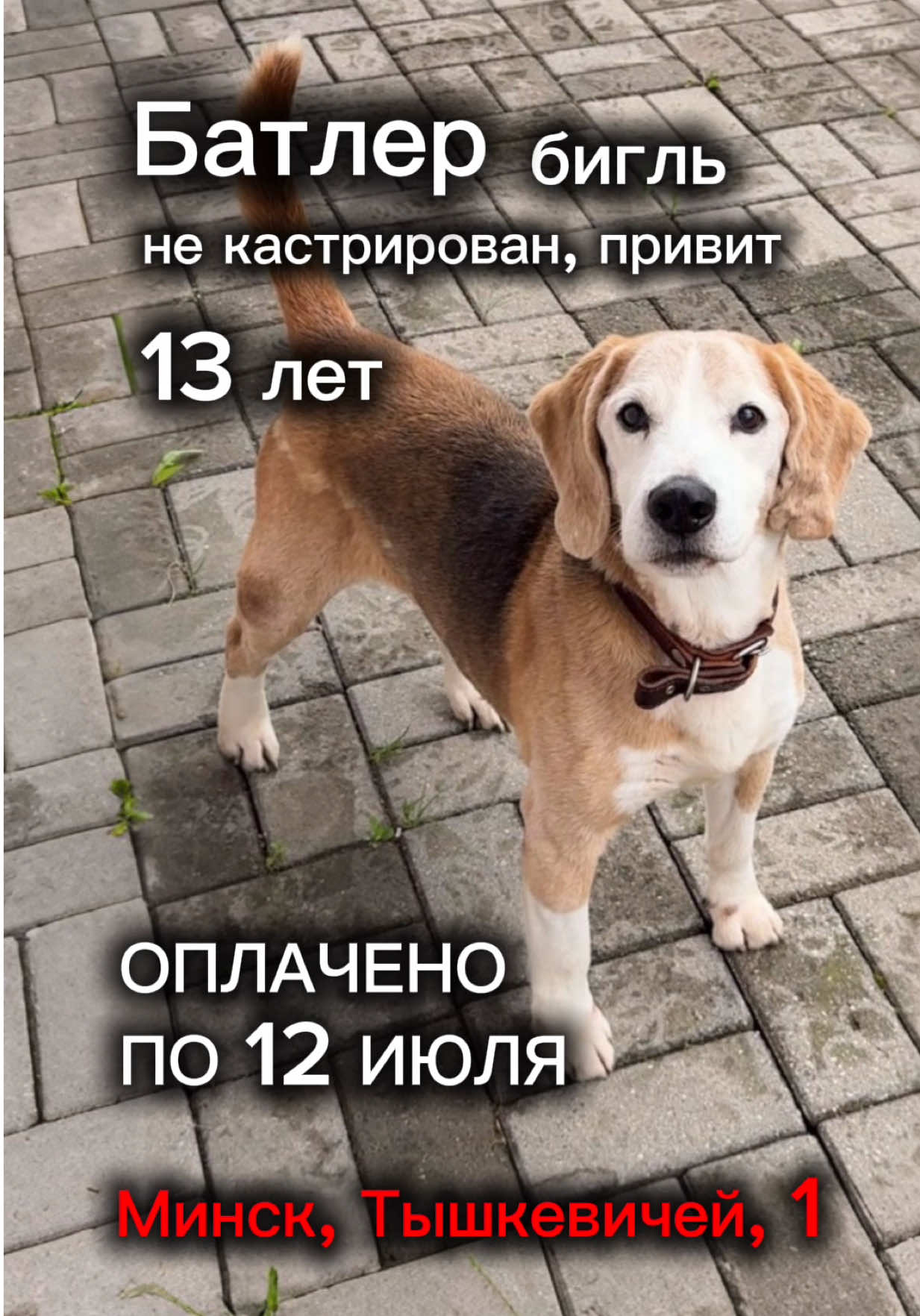 @help_animals_belarus