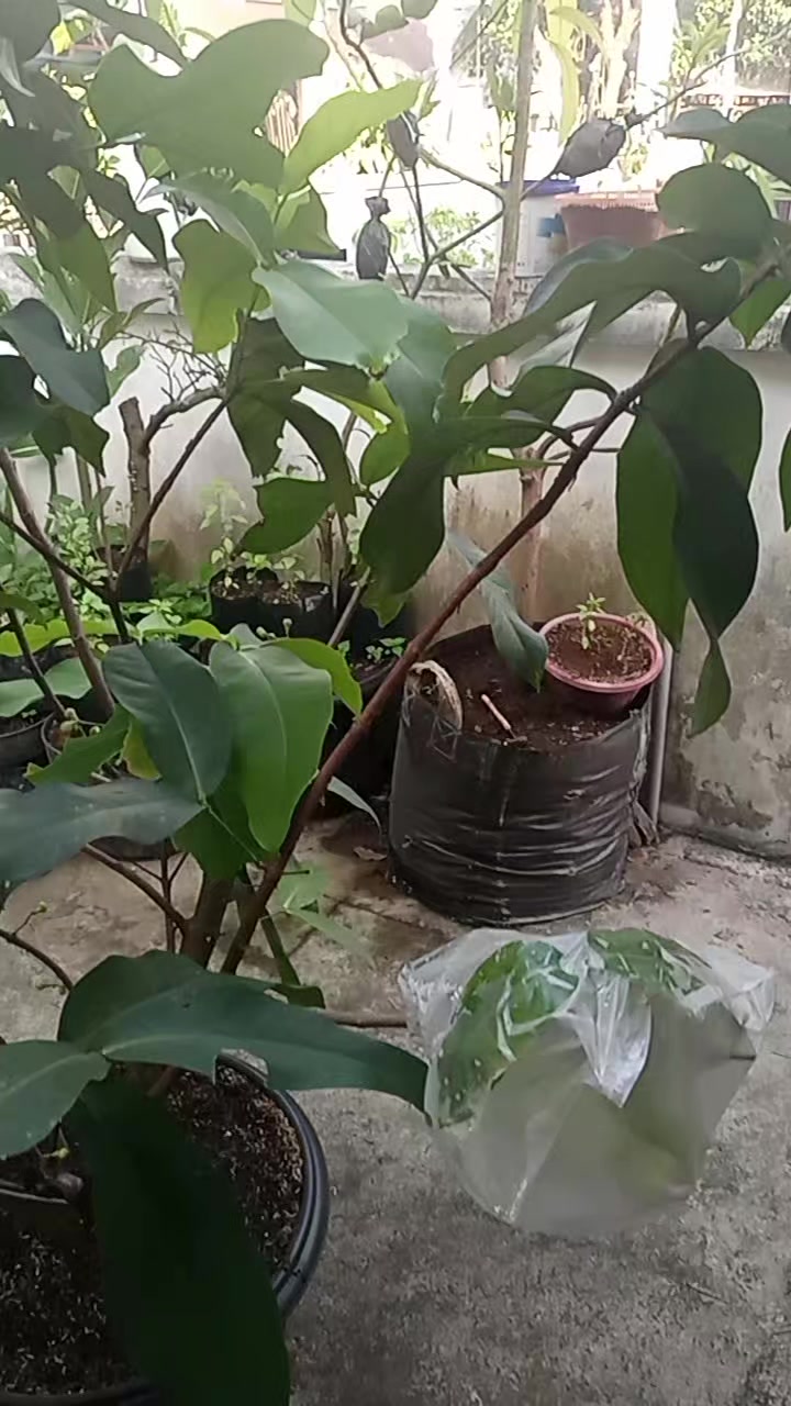 @Berkebun Berkah