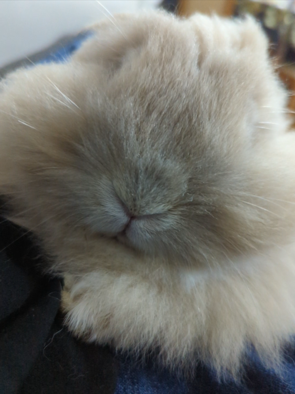 @Bunny Family