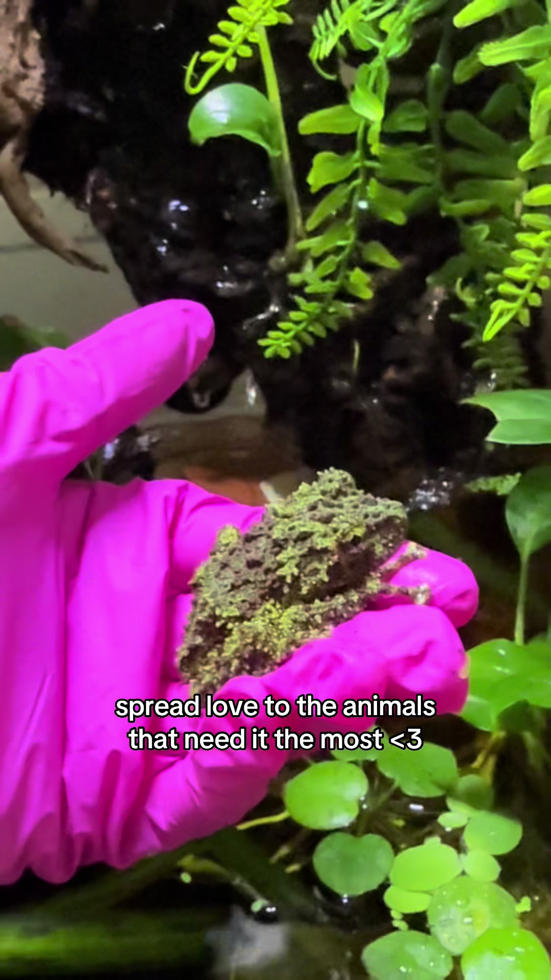 @Imys Animals