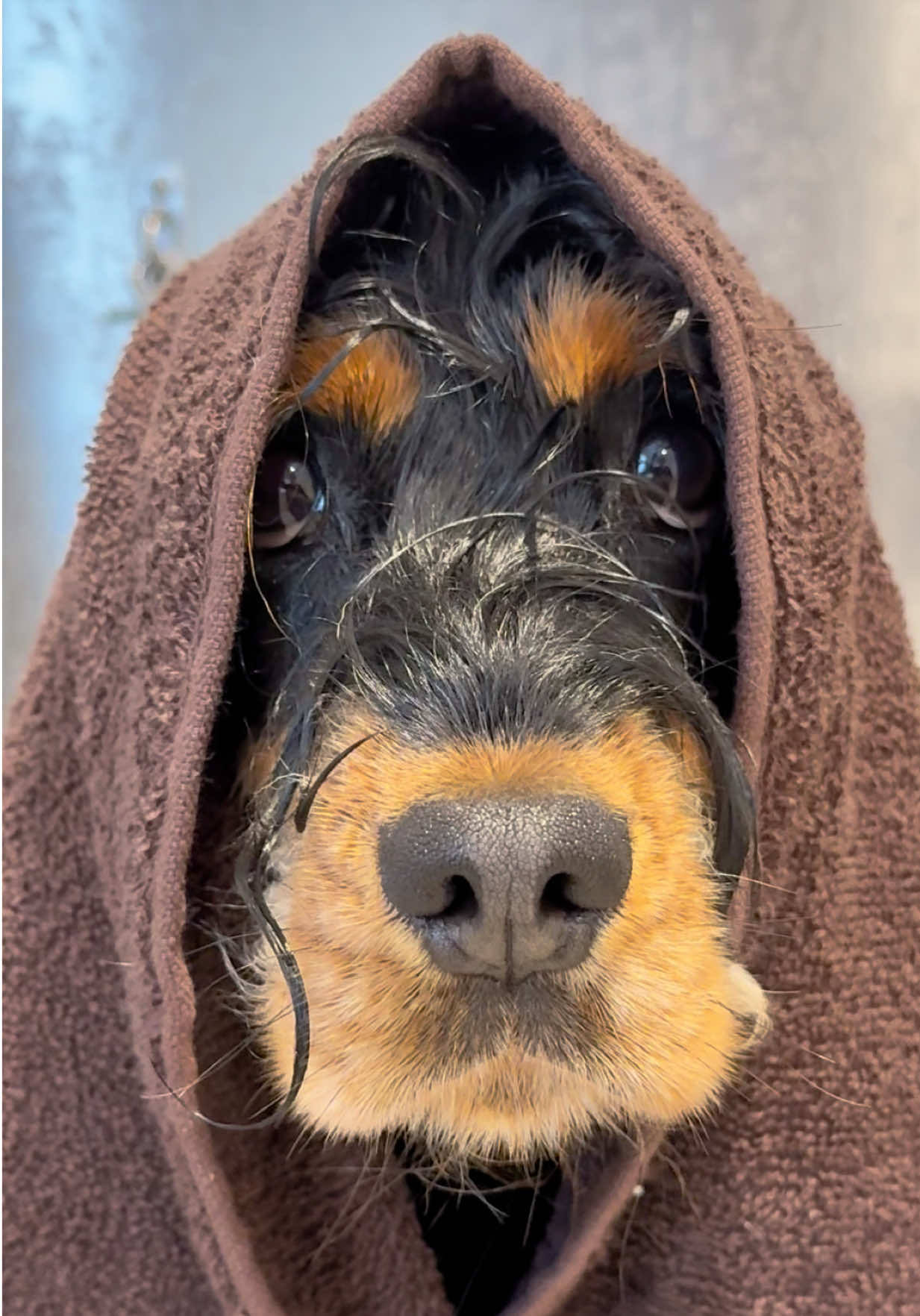 @thesecretdogspa