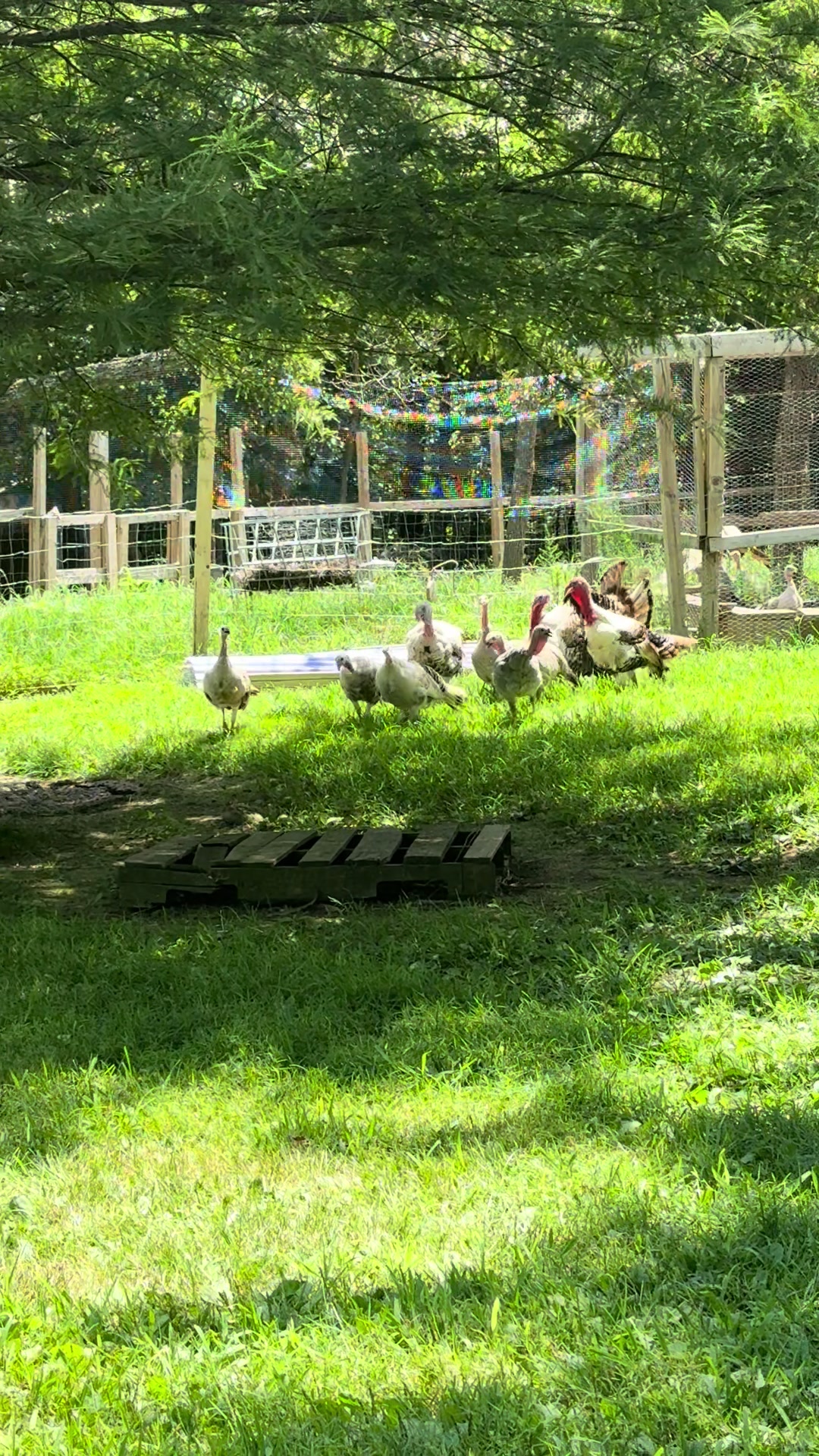 @merrickfarmstead