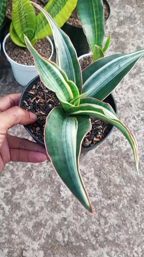 @clara flora.ind