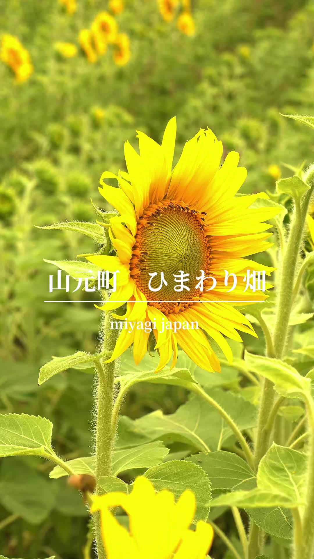 @tabi japan