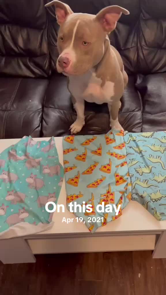 @Pittie Mom