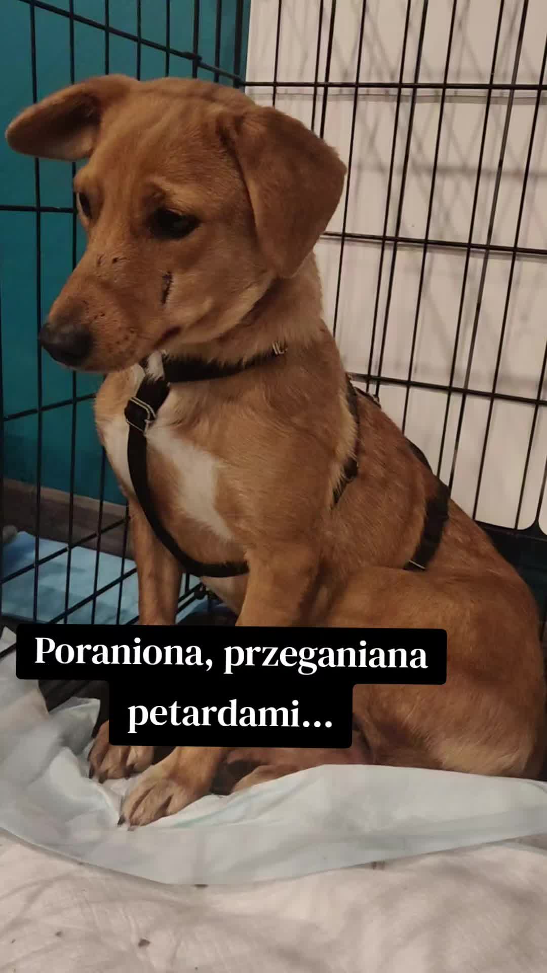 @fundacja4paws