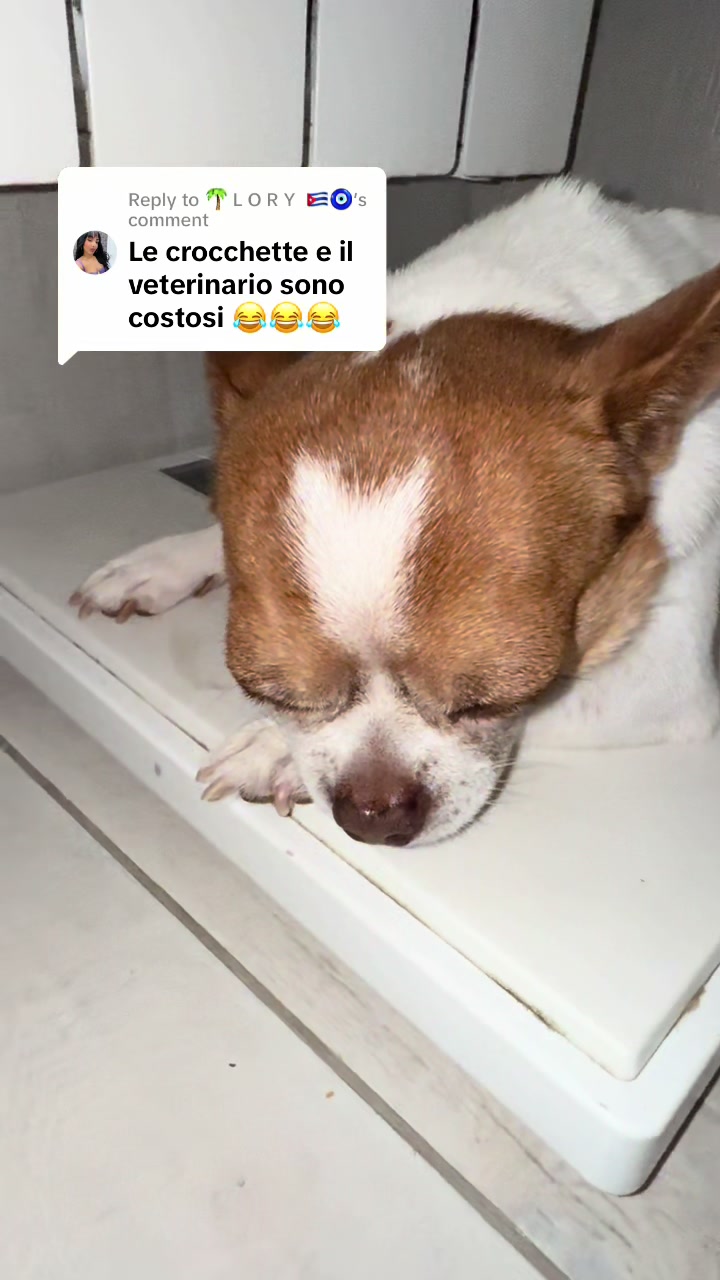 @Ninja_chihuahua