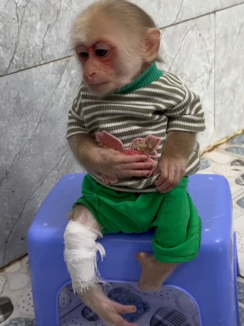 @Monkey TP