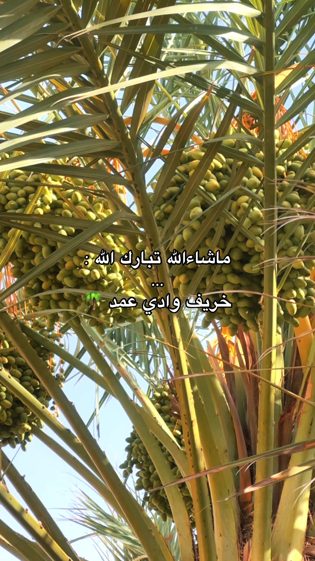 @طـنـاآخـهہ ℳℛℐ