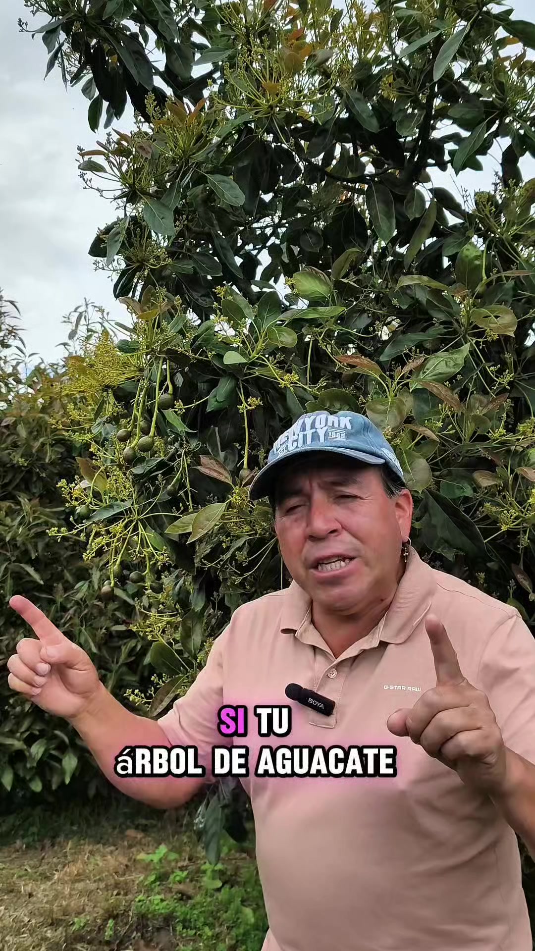 @tour del aguacate