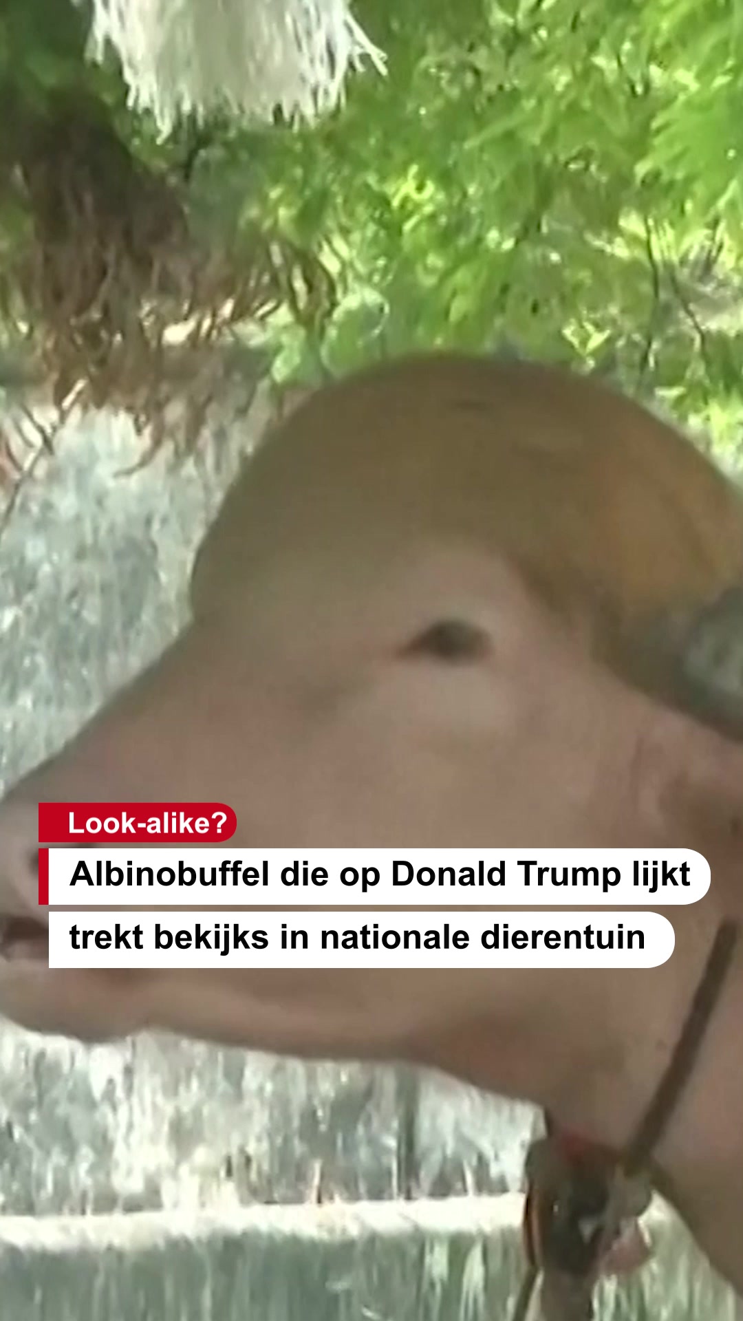 @De Stentor