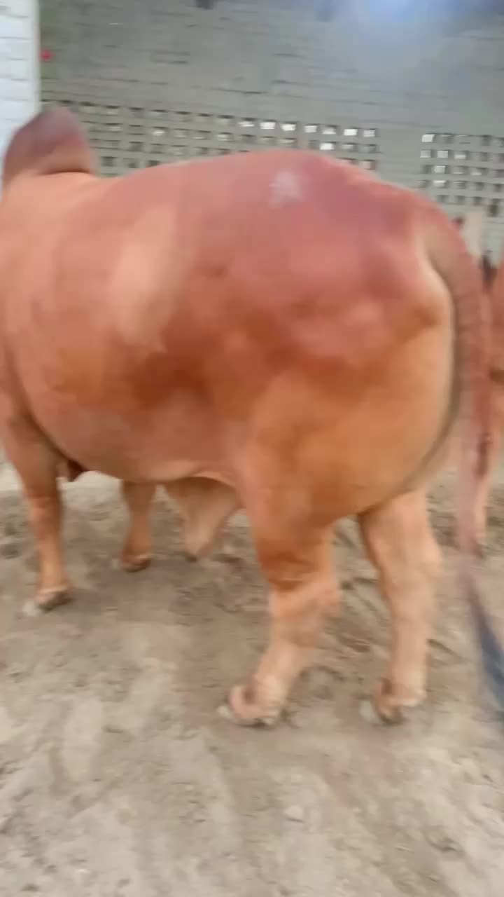 @ch_haris_sandhu