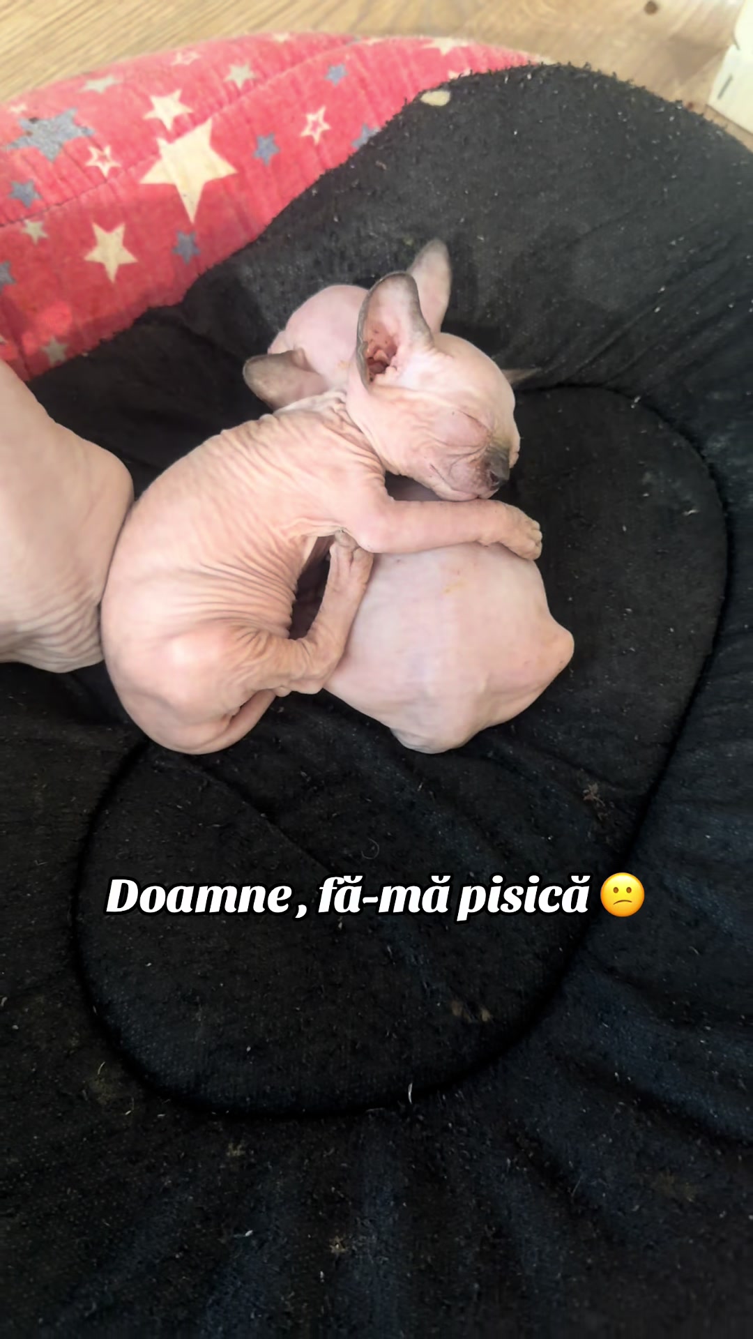 @Diana Ciortan Sphynx Romania
