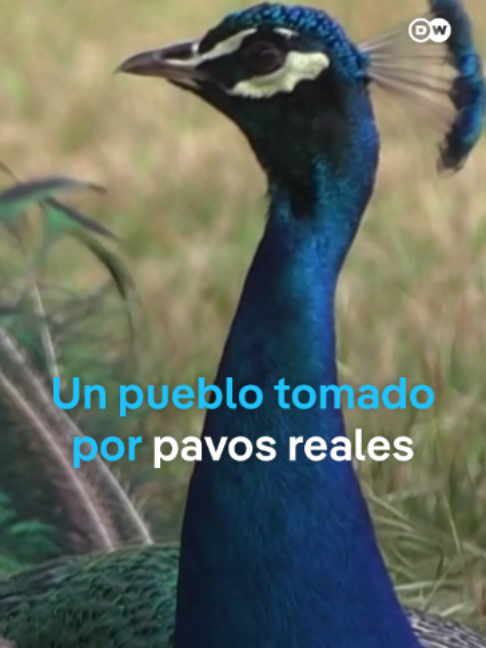 @DW Espa&ntilde;ol