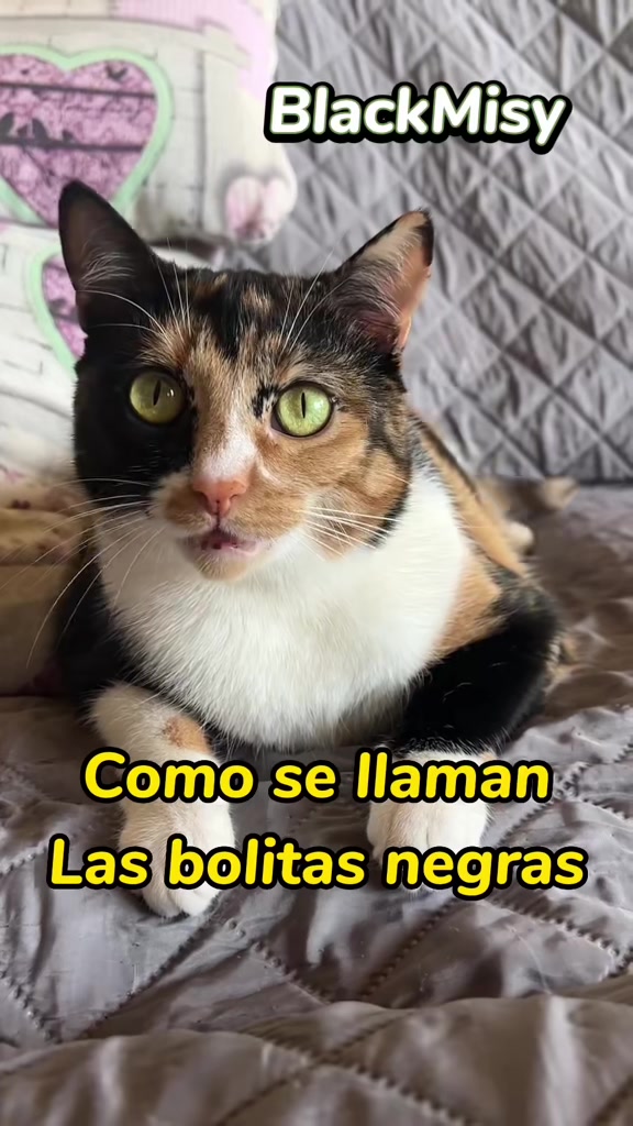 @BlackMisy