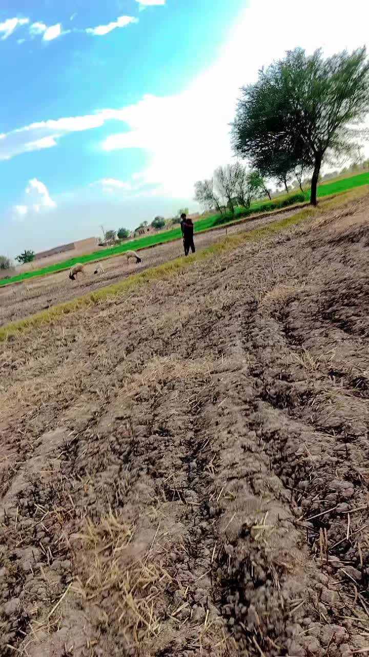 @پینڈو آفیشل🤪🤪