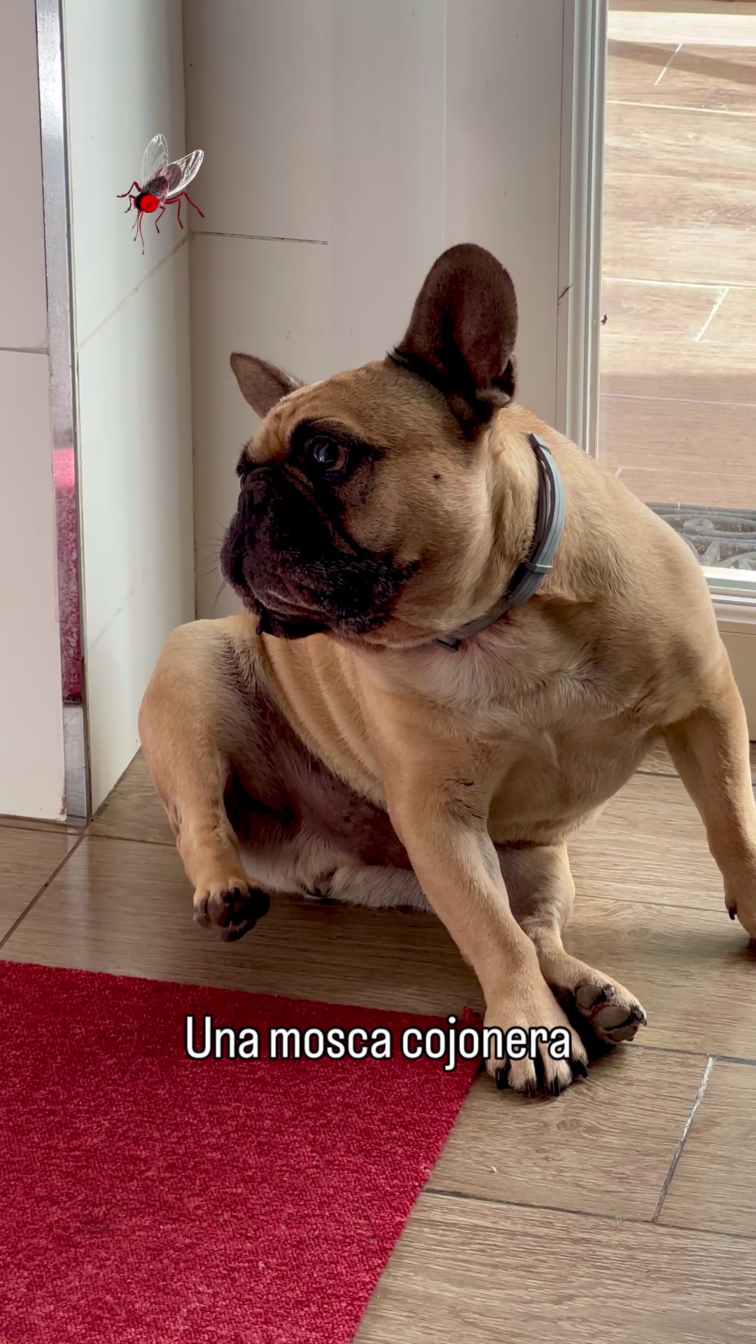 @Teamocerdito