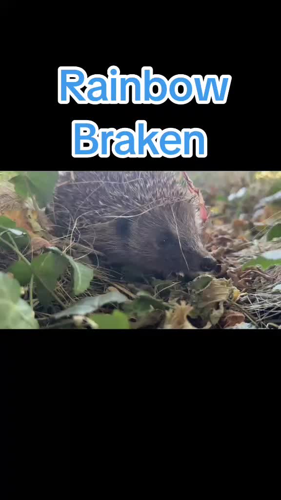 @Ryston Rachel's Hedgehog Hotel