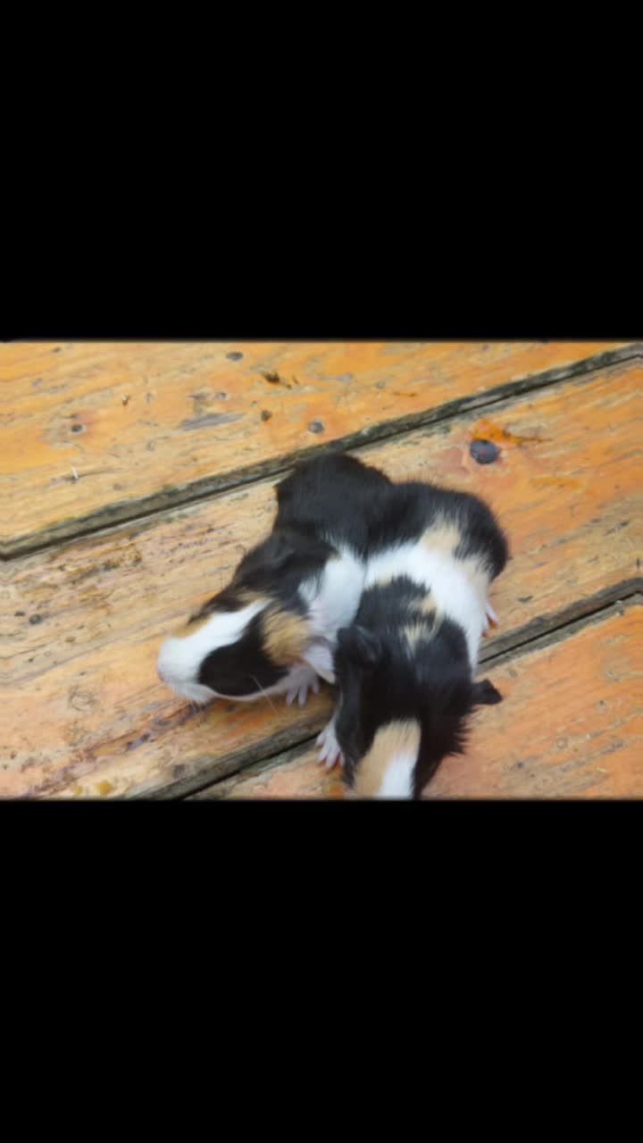 @Zoey mein Schatz ❤