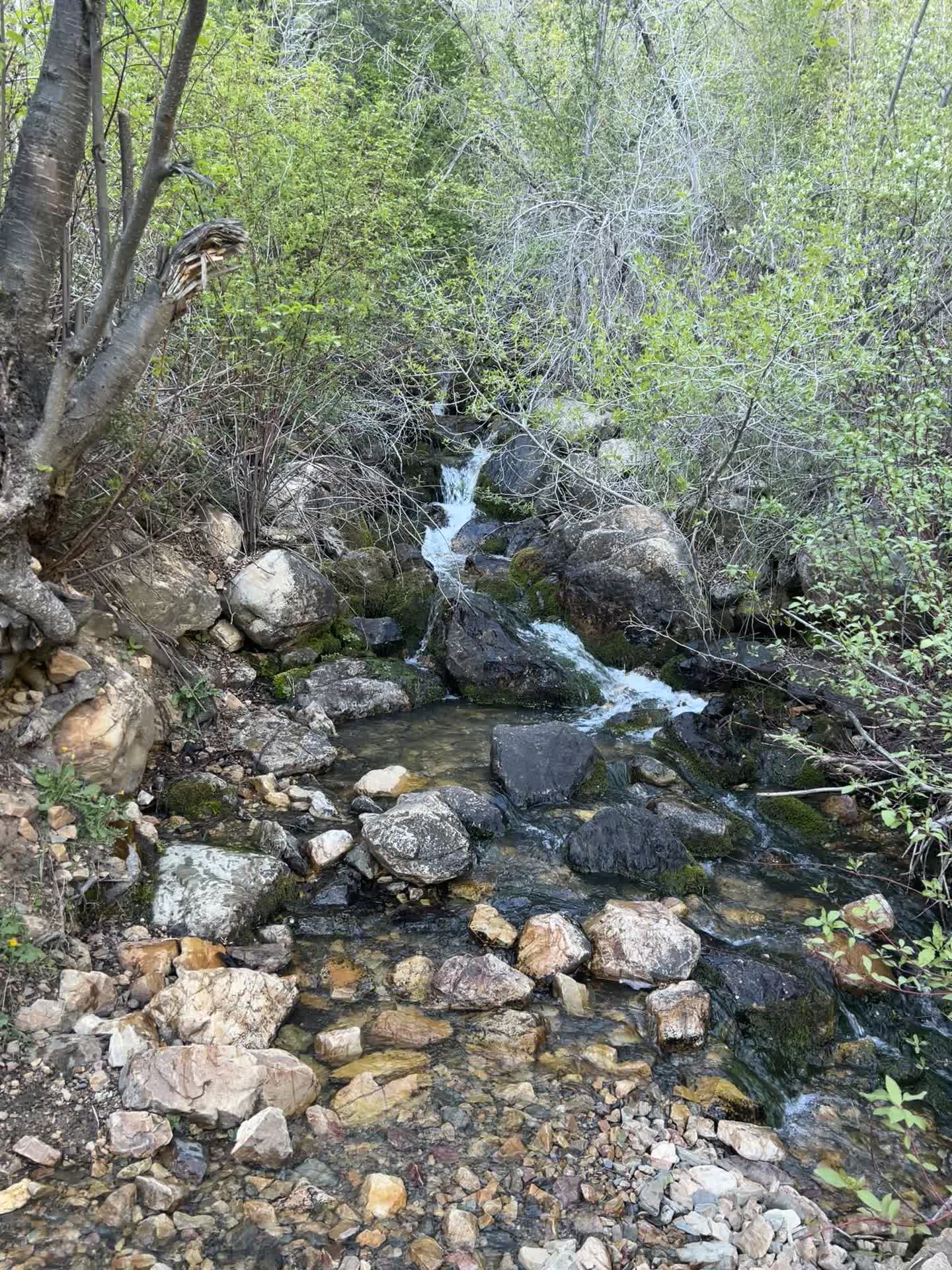 @Wild Fowler 🏔️🥾⛰️