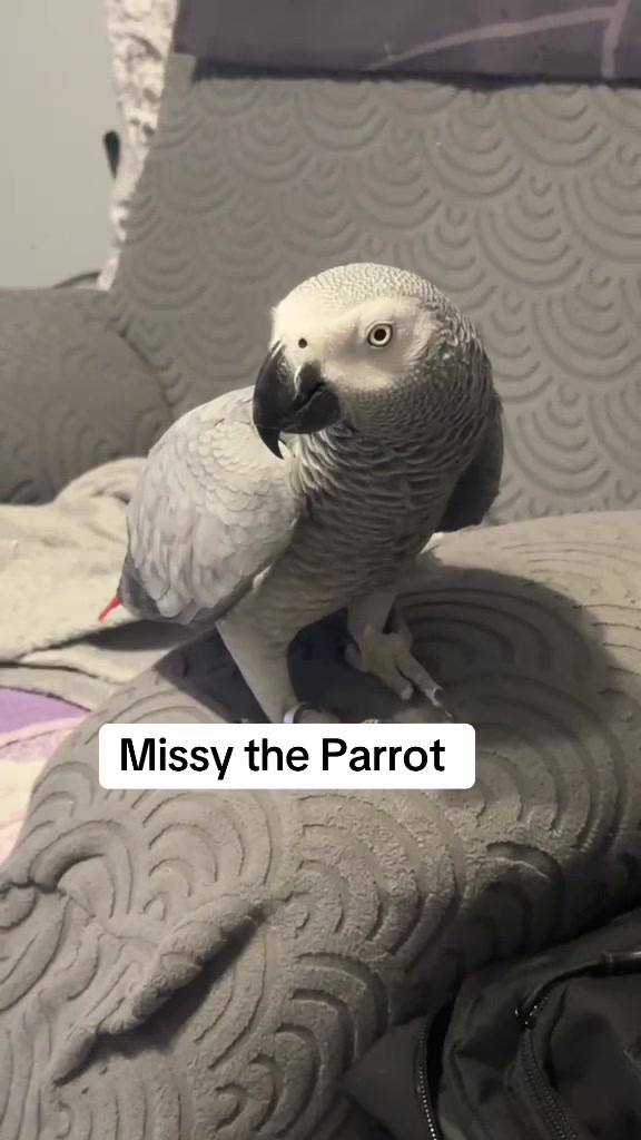 @Norman and Missy the Parrot