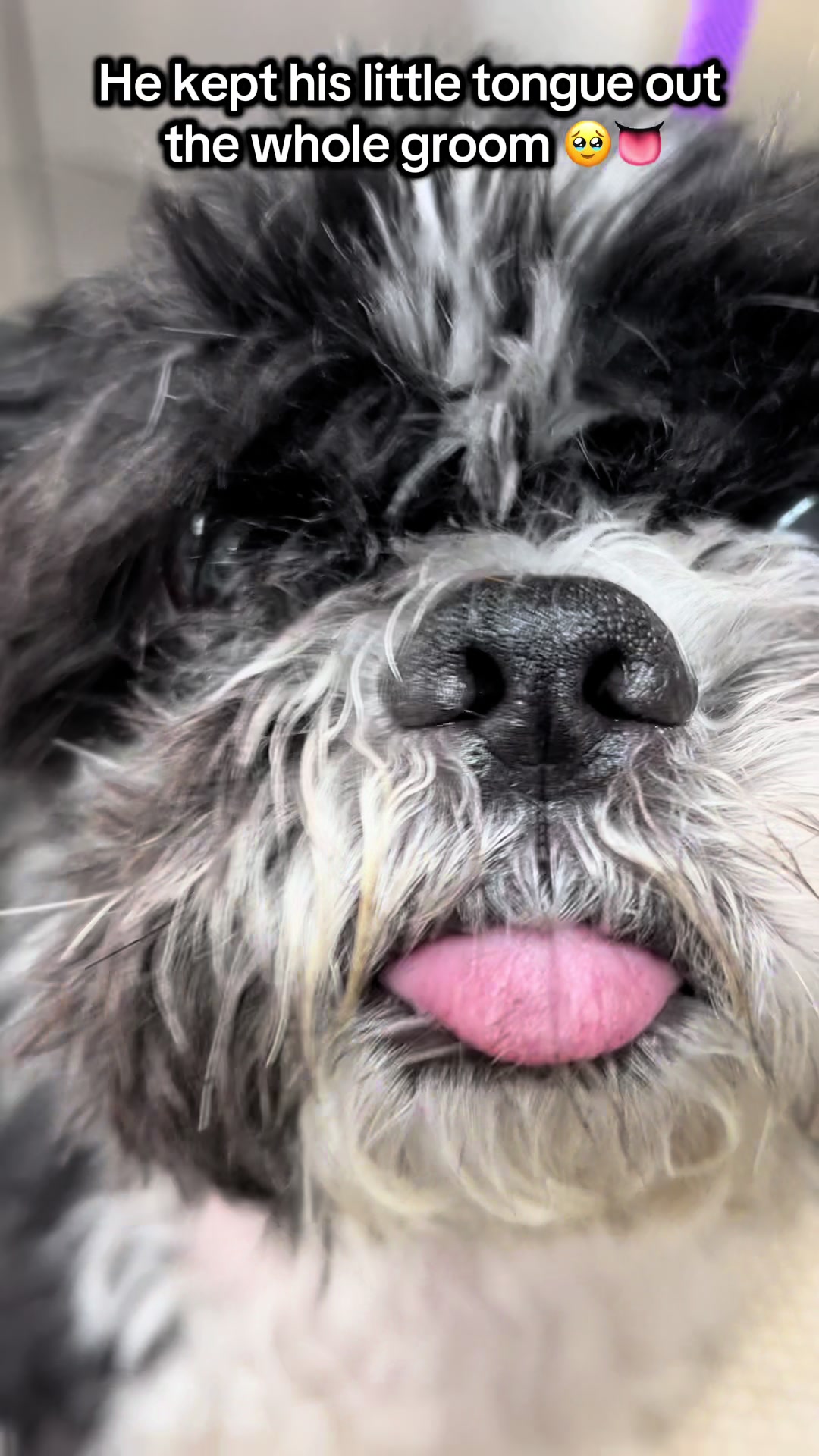 @Poochiepoosdoggrooming