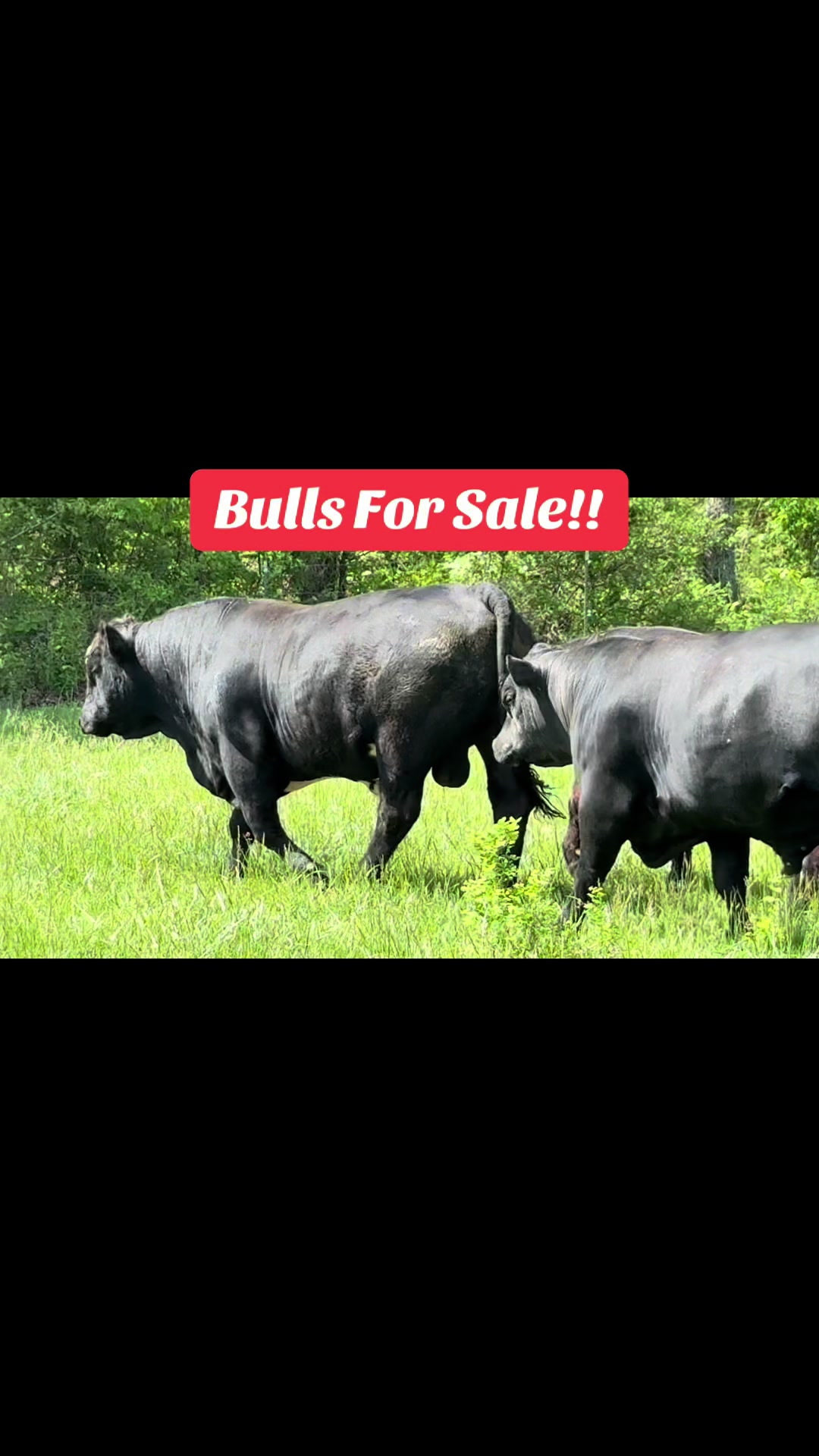@Massey Land & Cattle