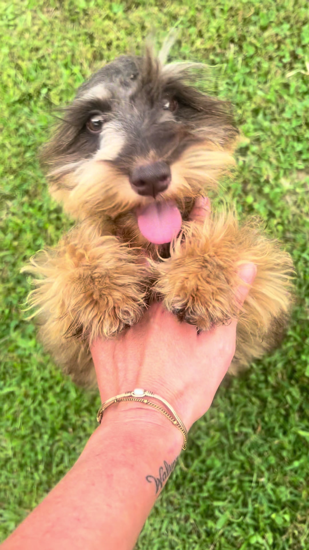 @Black Creek Kennels Schnauzers