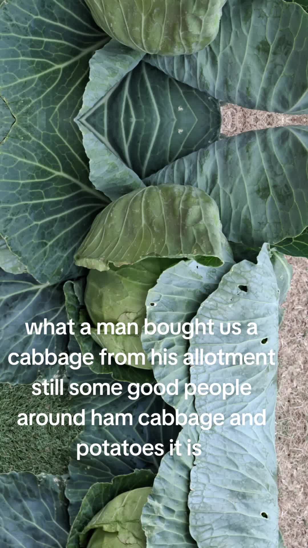 @thefreeroamer