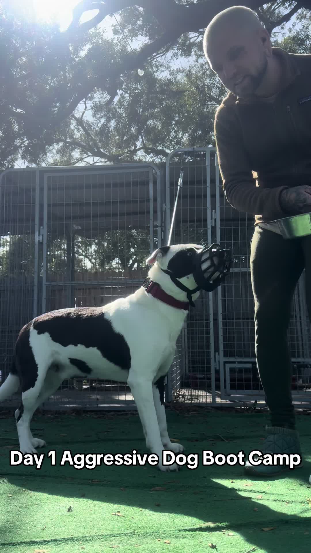 @balancedcanineacademy