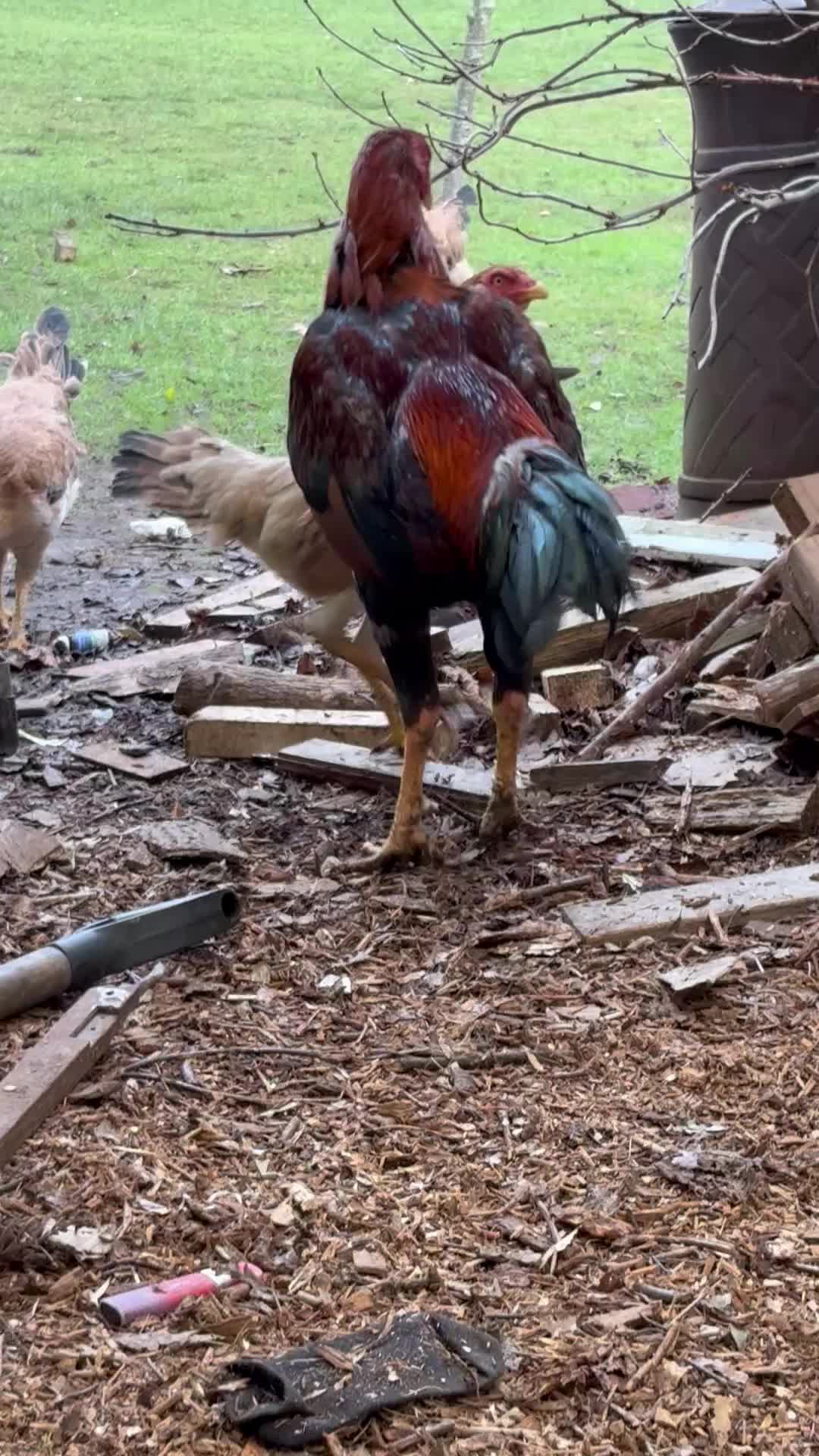 @Game birds