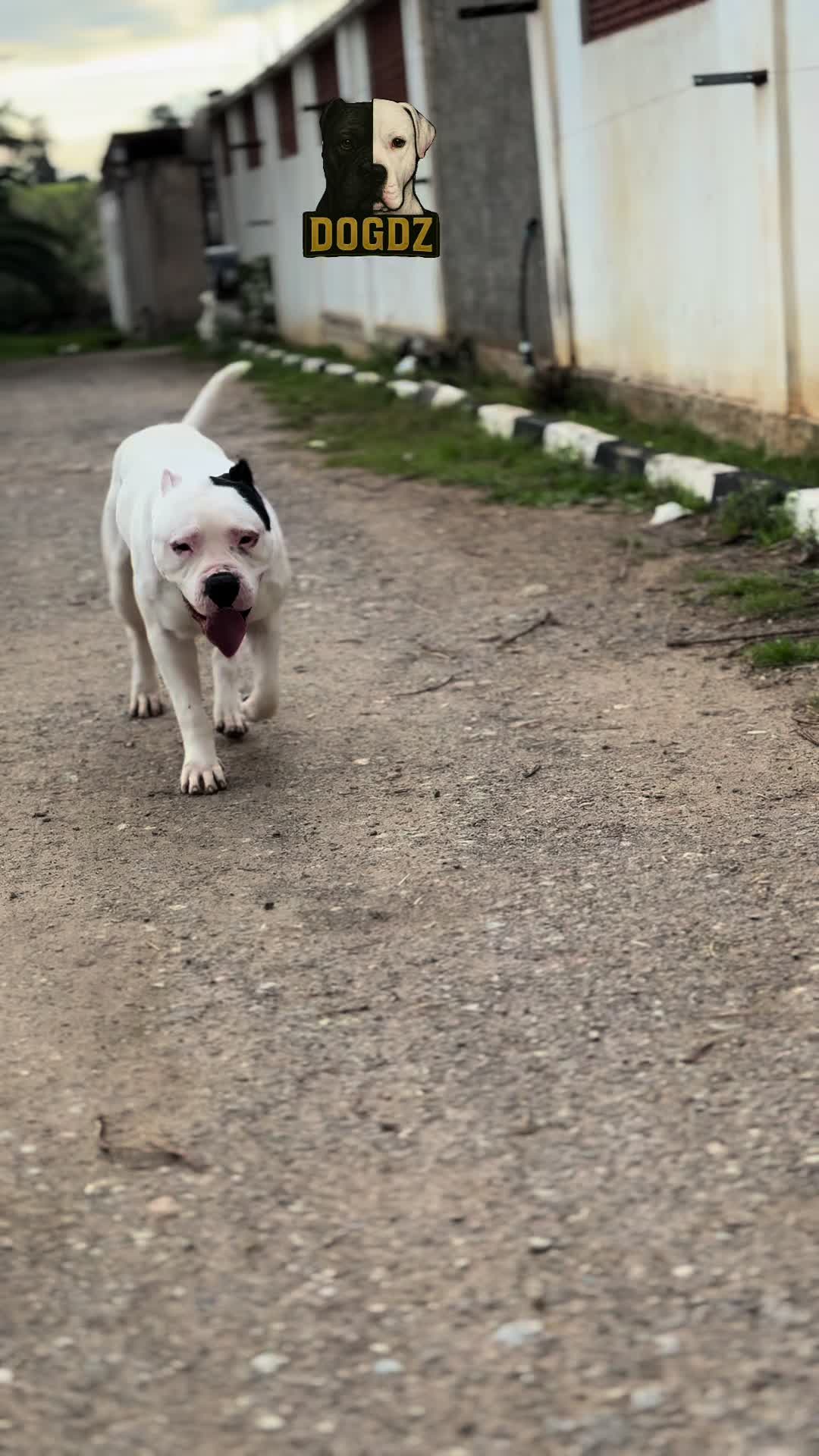 @dogdz🏴☠️🇩🇿