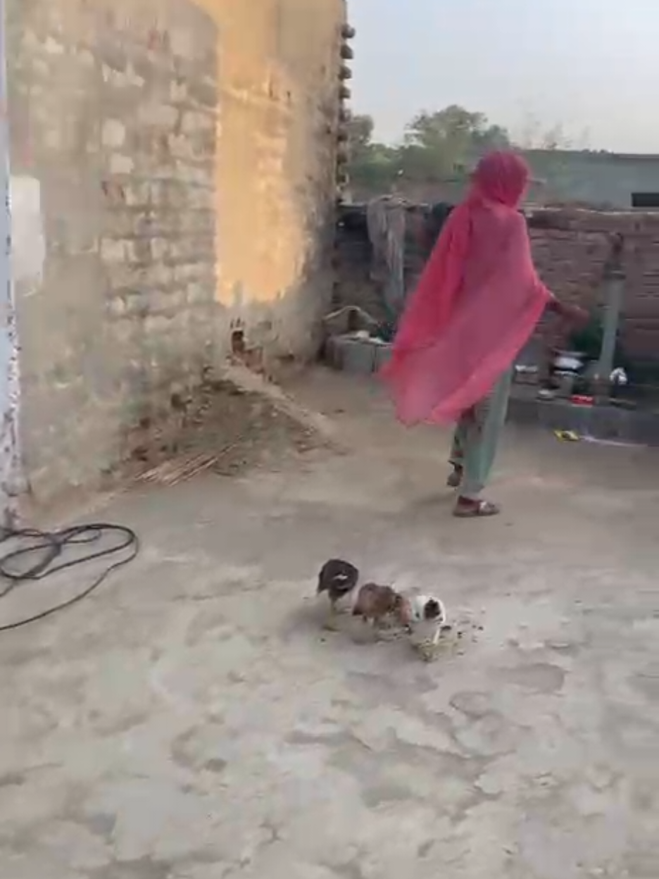 @judwaa vlog 5