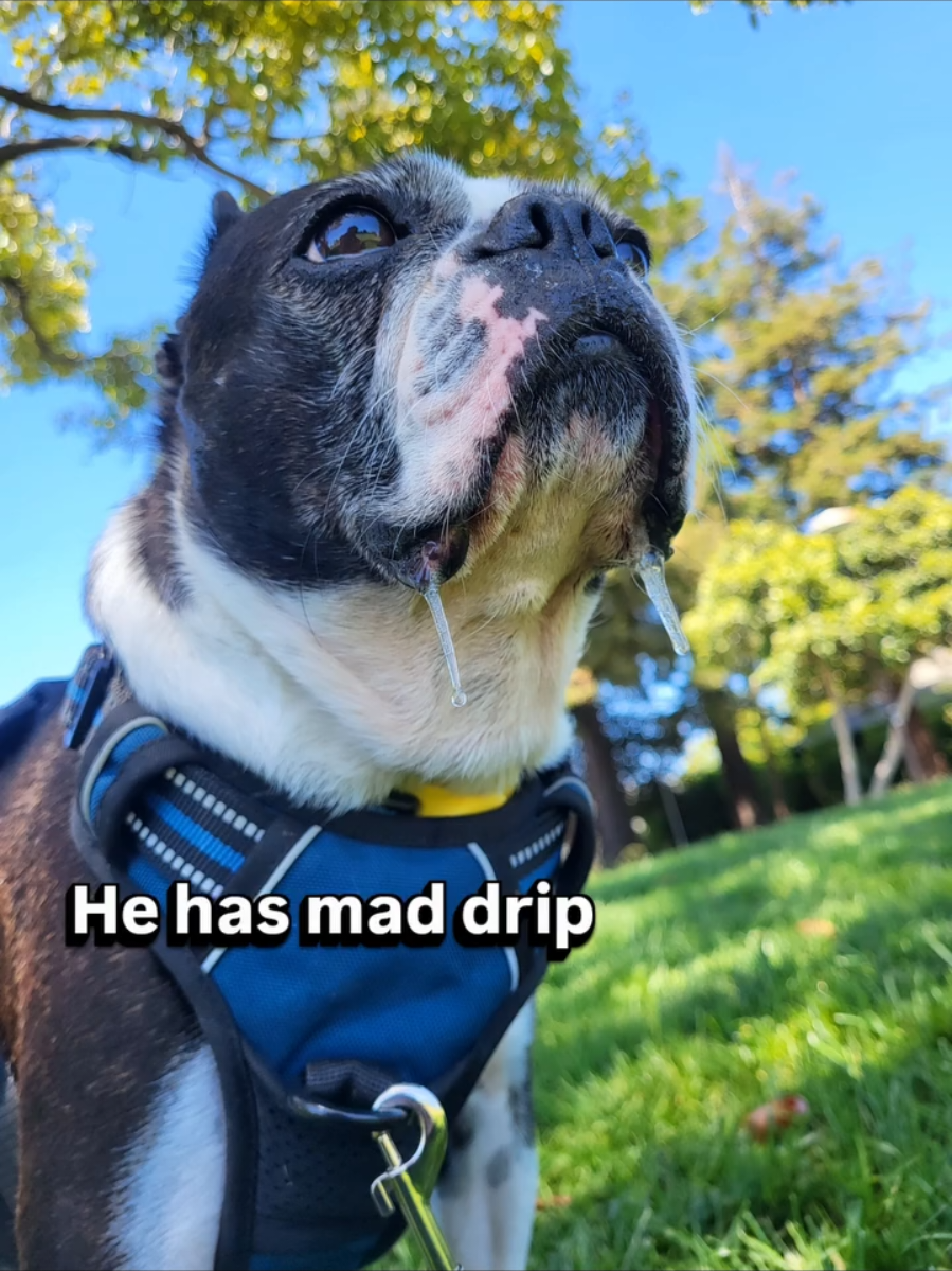 @Oakland Animal Services